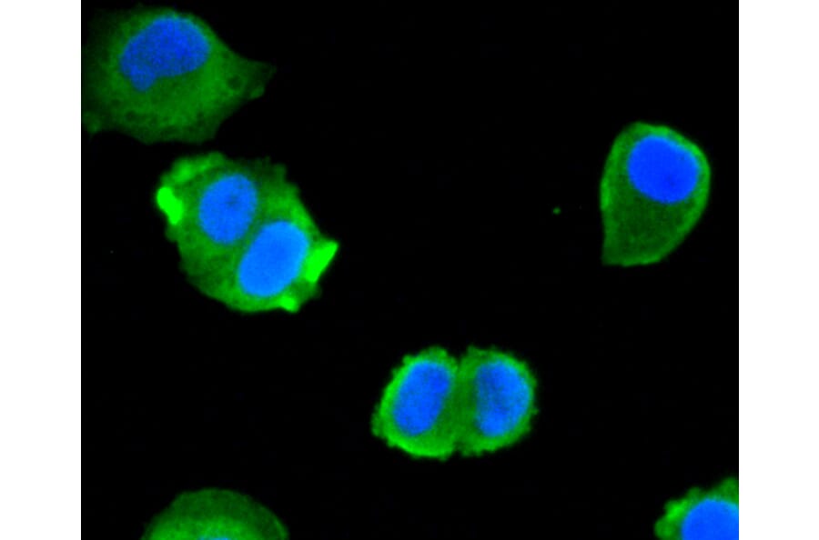 Immunofluorescence - Anti-ACLY Antibody (A11105) - Antibodies.com