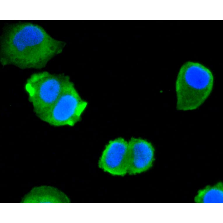 Immunofluorescence - Anti-ACLY Antibody (A11105) - Antibodies.com
