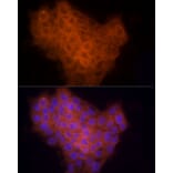 Immunofluorescence - Anti-CYR61/CCN1 Antibody (A13229) - Antibodies.com