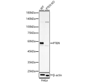 Western Blot - Anti-PTEN Antibody [AMC0179] (A13234) - Antibodies.com