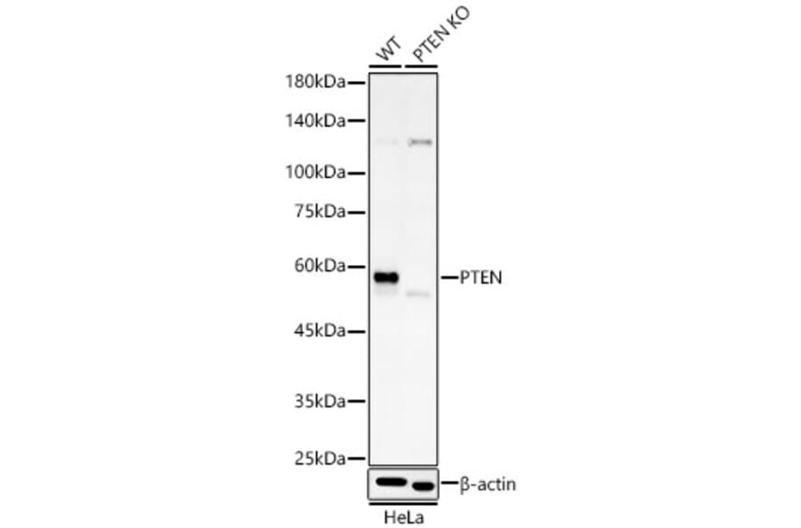 Western Blot - Anti-PTEN Antibody [AMC0179] (A13234) - Antibodies.com