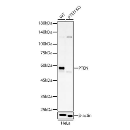 Western Blot - Anti-PTEN Antibody [AMC0179] (A13234) - Antibodies.com