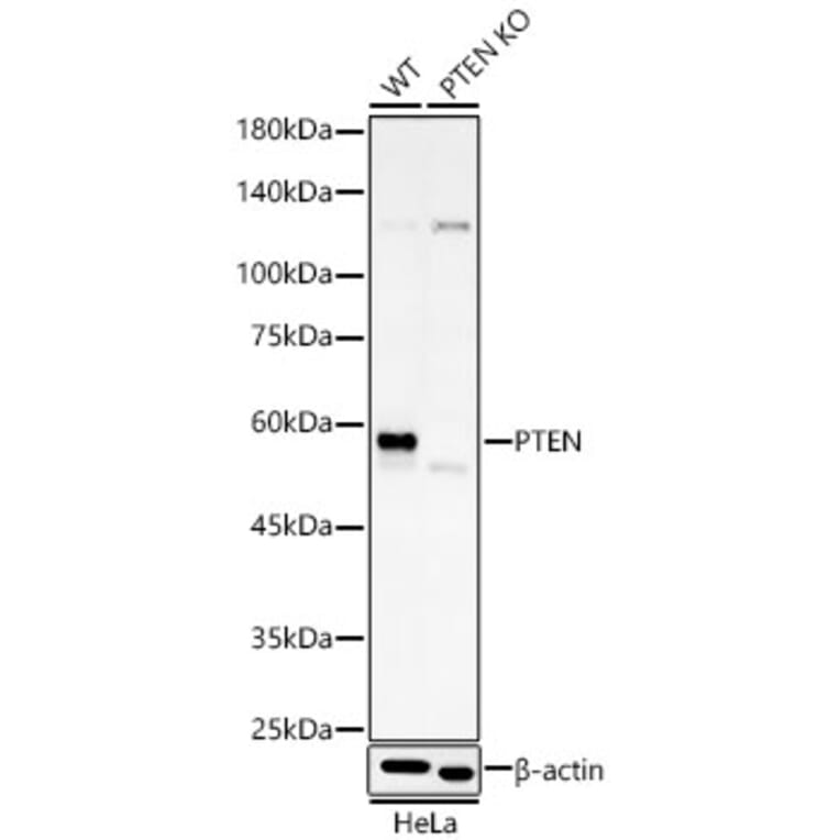 Western Blot - Anti-PTEN Antibody [AMC0179] (A13234) - Antibodies.com