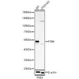 Western Blot - Anti-PTEN Antibody [AMC0179] (A13234) - Antibodies.com