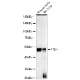 Western Blot - Anti-PTEN Antibody [AMC0179] (A13234) - Antibodies.com