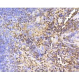 Immunohistochemistry - Anti-PTPN6 Antibody (A11134) - Antibodies.com