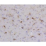 Immunohistochemistry - Anti-PTPN6 Antibody (A11134) - Antibodies.com