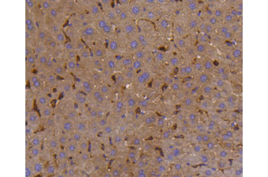 Immunohistochemistry - Anti-PTPN6 Antibody (A11134) - Antibodies.com