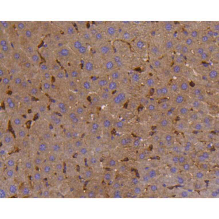 Immunohistochemistry - Anti-PTPN6 Antibody (A11134) - Antibodies.com