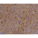 Immunohistochemistry - Anti-PTPN6 Antibody (A11134) - Antibodies.com