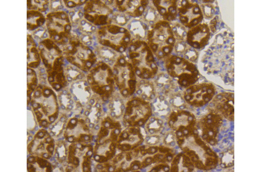Immunohistochemistry - Anti-ALPL Antibody (A11138) - Antibodies.com