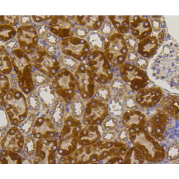 Immunohistochemistry - Anti-ALPL Antibody (A11138) - Antibodies.com