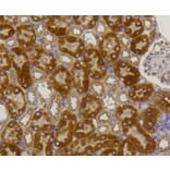 Immunohistochemistry - Anti-ALPL Antibody (A11138) - Antibodies.com