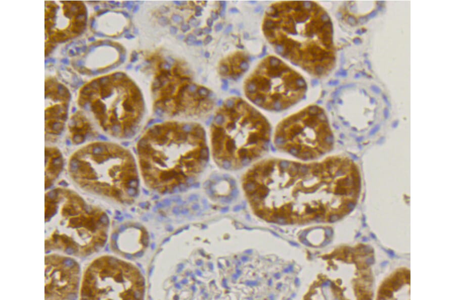 Immunohistochemistry - Anti-ALPL Antibody (A11138) - Antibodies.com