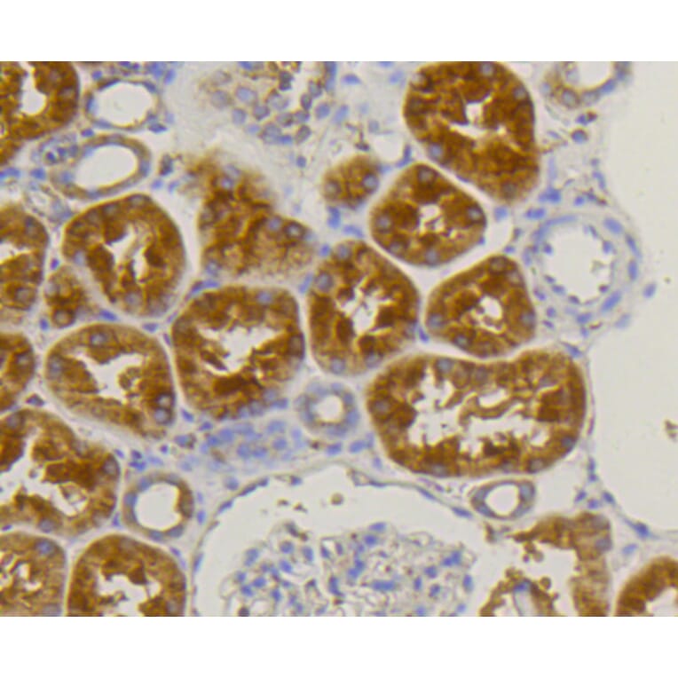 Immunohistochemistry - Anti-ALPL Antibody (A11138) - Antibodies.com