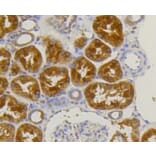 Immunohistochemistry - Anti-ALPL Antibody (A11138) - Antibodies.com