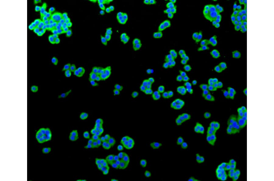 Immunofluorescence - Anti-ALPL Antibody (A11138) - Antibodies.com