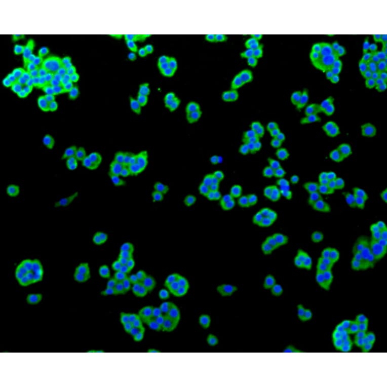 Immunofluorescence - Anti-ALPL Antibody (A11138) - Antibodies.com