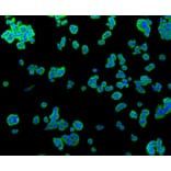 Immunofluorescence - Anti-ALPL Antibody (A11138) - Antibodies.com