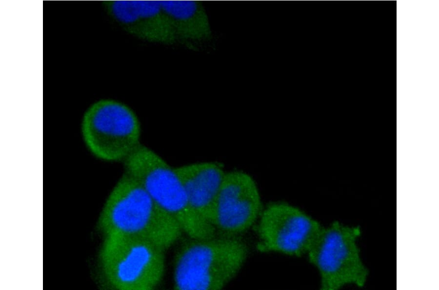 Immunofluorescence - Anti-ALPL Antibody (A11138) - Antibodies.com