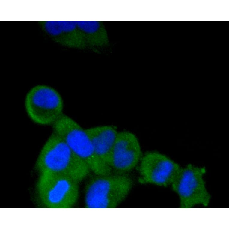 Immunofluorescence - Anti-ALPL Antibody (A11138) - Antibodies.com