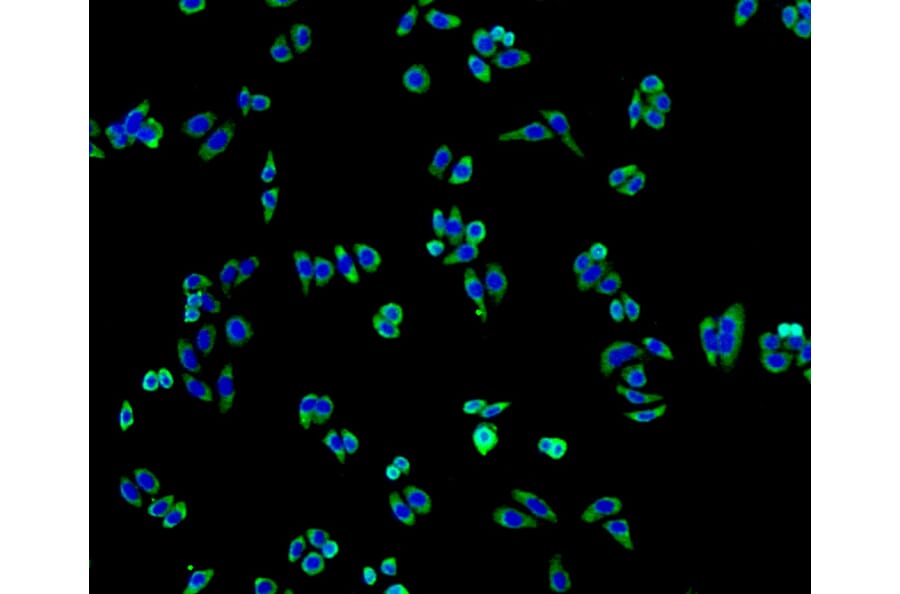 Immunofluorescence - Anti-ALPL Antibody (A11138) - Antibodies.com