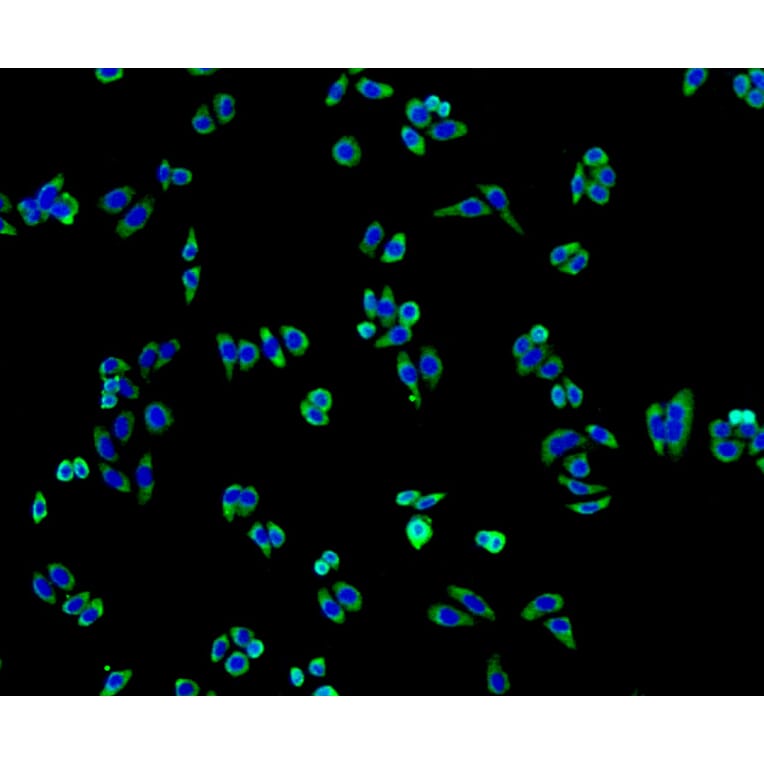Immunofluorescence - Anti-ALPL Antibody (A11138) - Antibodies.com