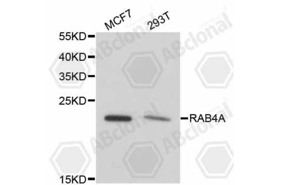 Western Blot - Anti-RAB4A Antibody (A11143) - Antibodies.com
