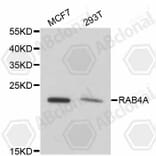 Western Blot - Anti-RAB4A Antibody (A11143) - Antibodies.com