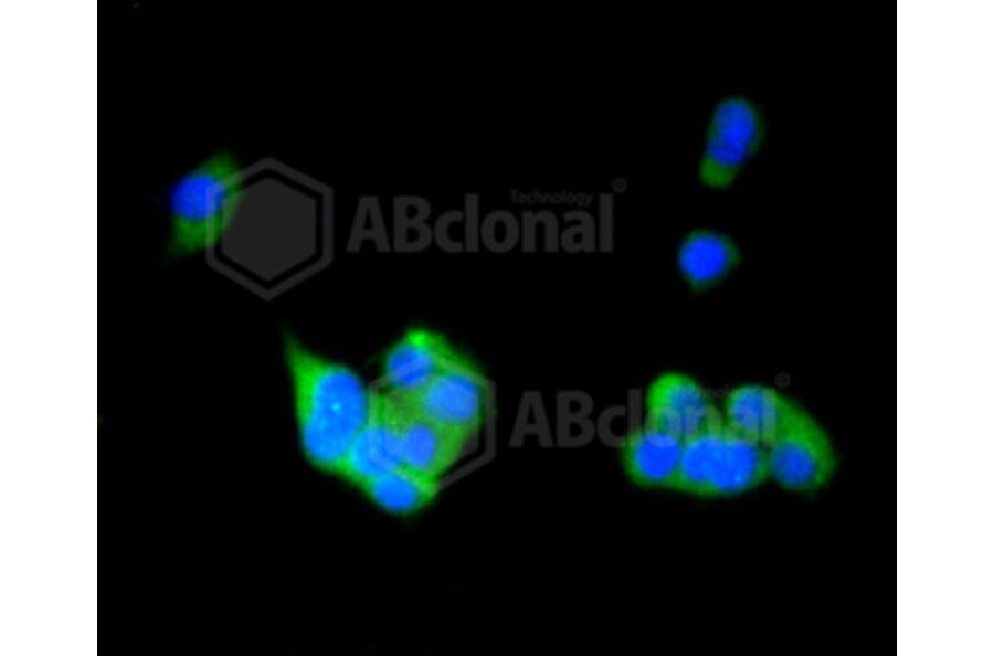 Immunofluorescence - Anti-RAB4A Antibody (A11143) - Antibodies.com