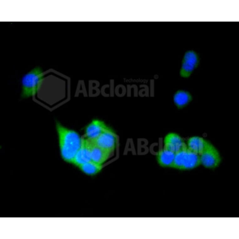 Immunofluorescence - Anti-RAB4A Antibody (A11143) - Antibodies.com