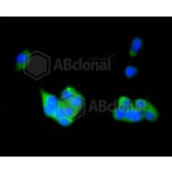 Immunofluorescence - Anti-RAB4A Antibody (A11143) - Antibodies.com