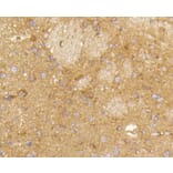 Immunohistochemistry - Anti-RAB5A Antibody (A11146) - Antibodies.com