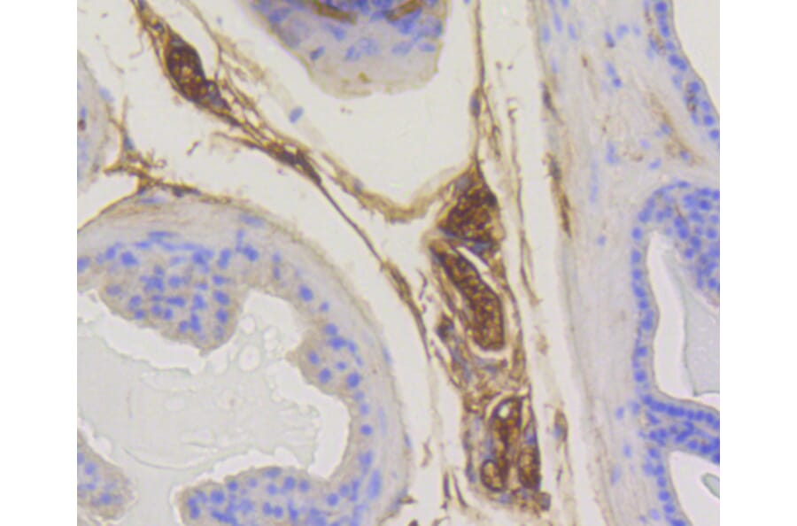 Immunohistochemistry - Anti-RAB5A Antibody (A11146) - Antibodies.com