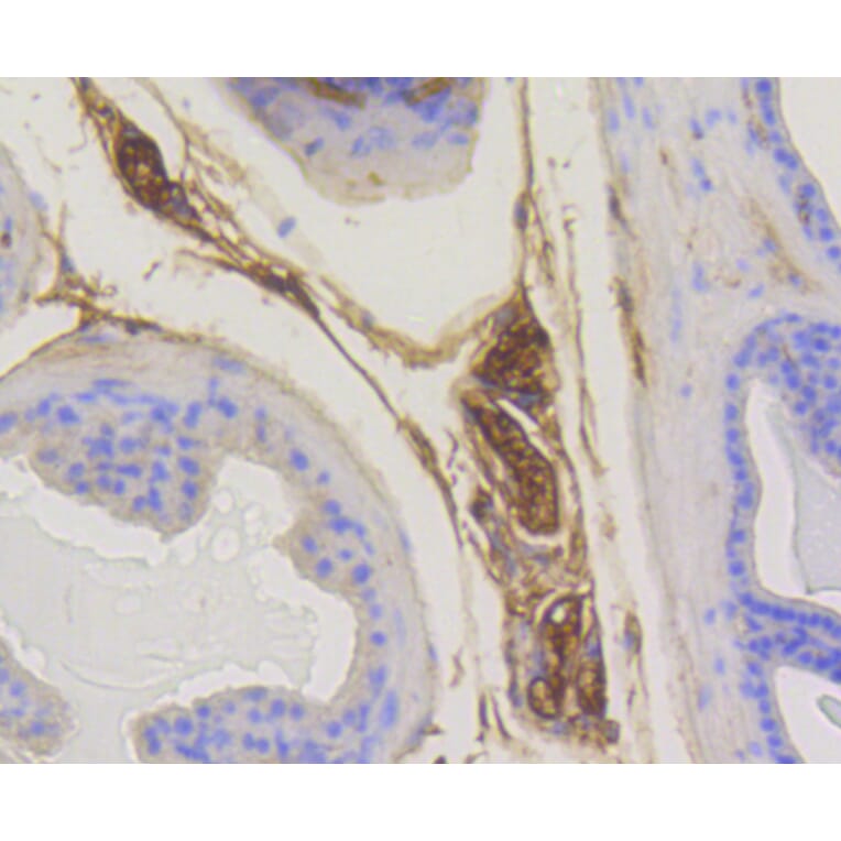 Immunohistochemistry - Anti-RAB5A Antibody (A11146) - Antibodies.com
