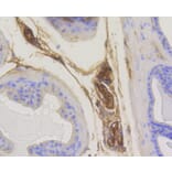 Immunohistochemistry - Anti-RAB5A Antibody (A11146) - Antibodies.com