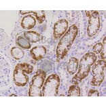Immunohistochemistry - Anti-RPS3 Antibody (A11161) - Antibodies.com