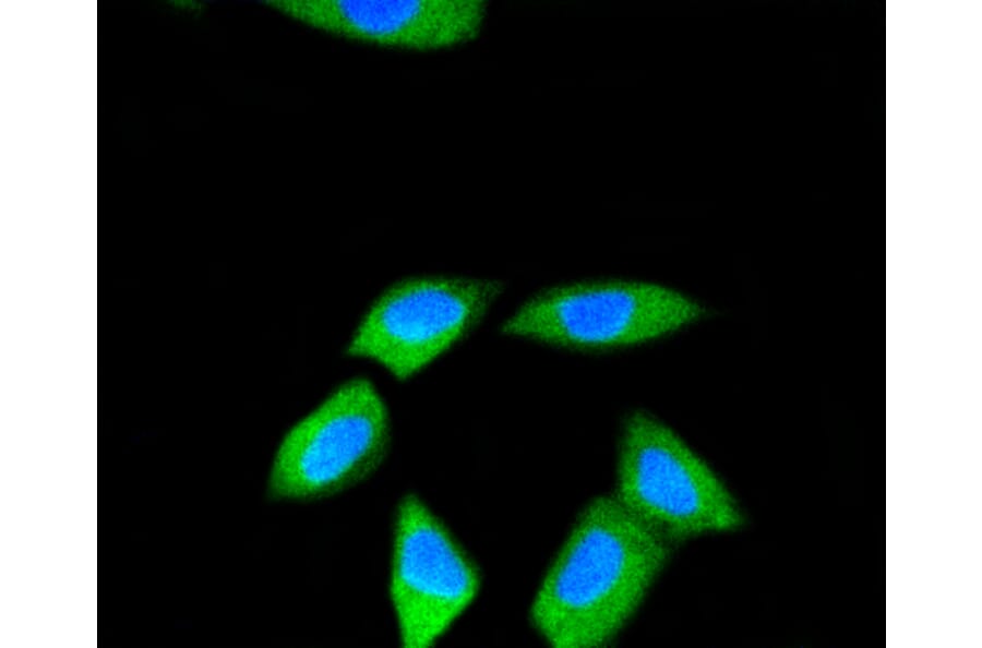 Immunofluorescence - Anti-RPS3 Antibody (A11161) - Antibodies.com