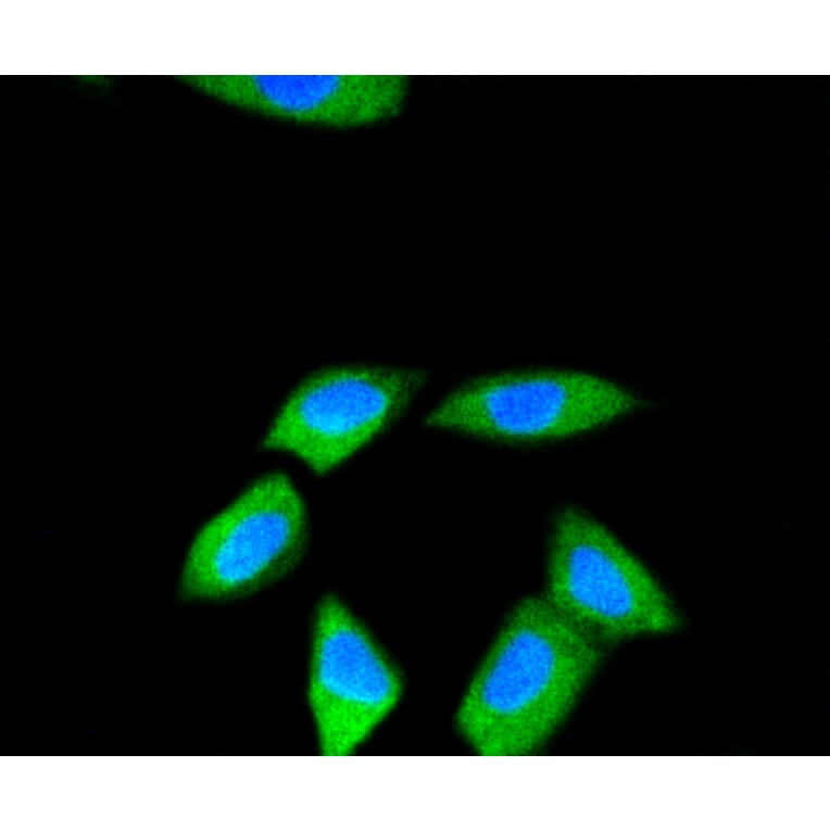 Immunofluorescence - Anti-RPS3 Antibody (A11161) - Antibodies.com