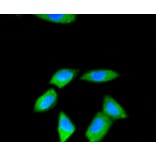 Immunofluorescence - Anti-RPS3 Antibody (A11161) - Antibodies.com