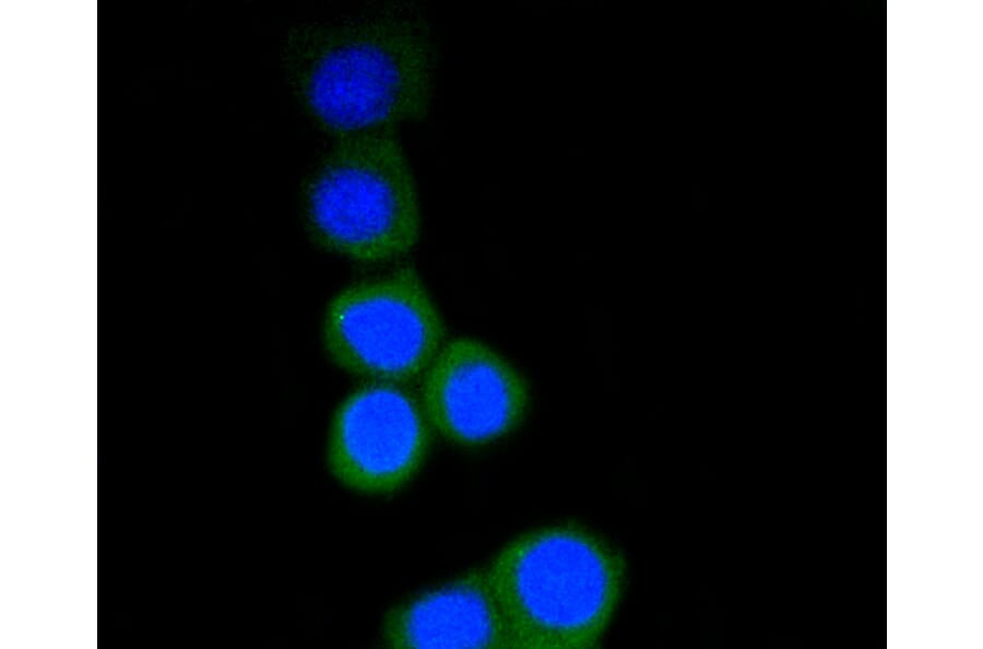 Immunofluorescence - Anti-RPS3 Antibody (A11161) - Antibodies.com