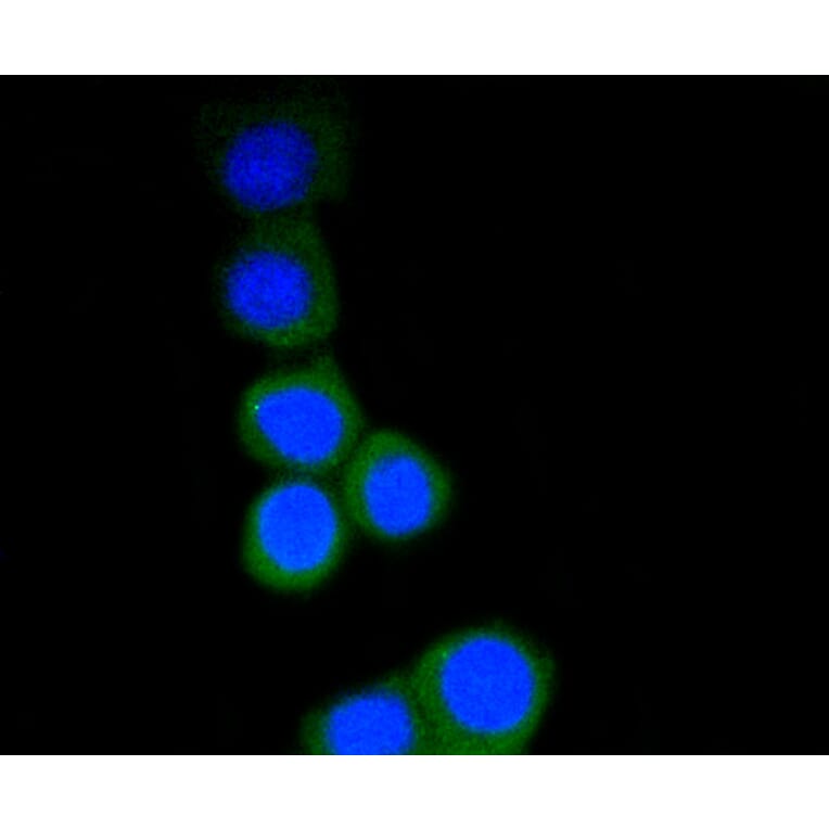 Immunofluorescence - Anti-RPS3 Antibody (A11161) - Antibodies.com