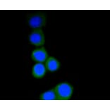 Immunofluorescence - Anti-RPS3 Antibody (A11161) - Antibodies.com