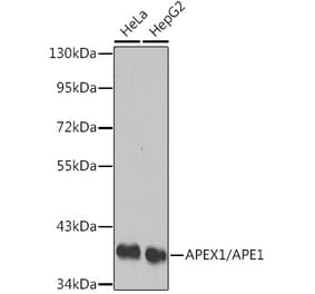 Western Blot - Anti-APE1 Antibody (A13247) - Antibodies.com