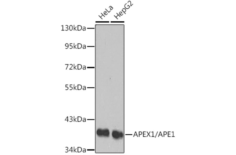 Western Blot - Anti-APE1 Antibody (A13247) - Antibodies.com