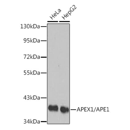 Western Blot - Anti-APE1 Antibody (A13247) - Antibodies.com