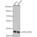 Western Blot - Anti-APE1 Antibody (A13247) - Antibodies.com