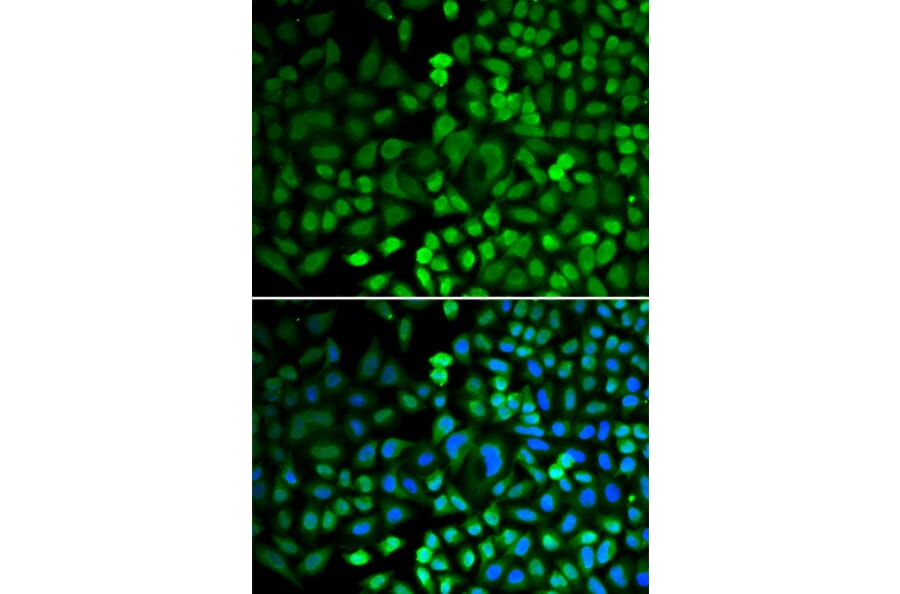 Immunofluorescence - Anti-APE1 Antibody (A13247) - Antibodies.com