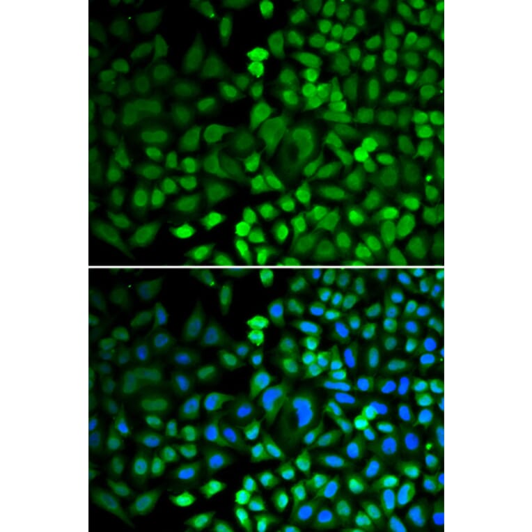 Immunofluorescence - Anti-APE1 Antibody (A13247) - Antibodies.com
