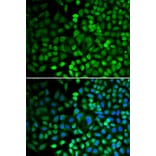 Immunofluorescence - Anti-APE1 Antibody (A13247) - Antibodies.com